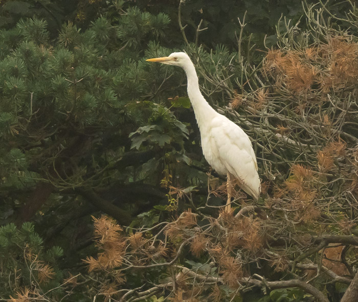 Grey Heron - 13-08-2020