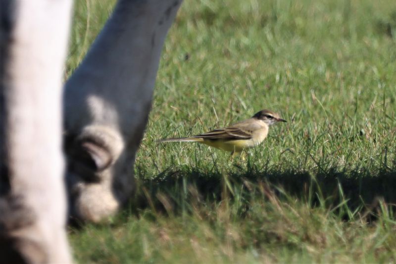 British Yellow Wagtail - 24-08-2020