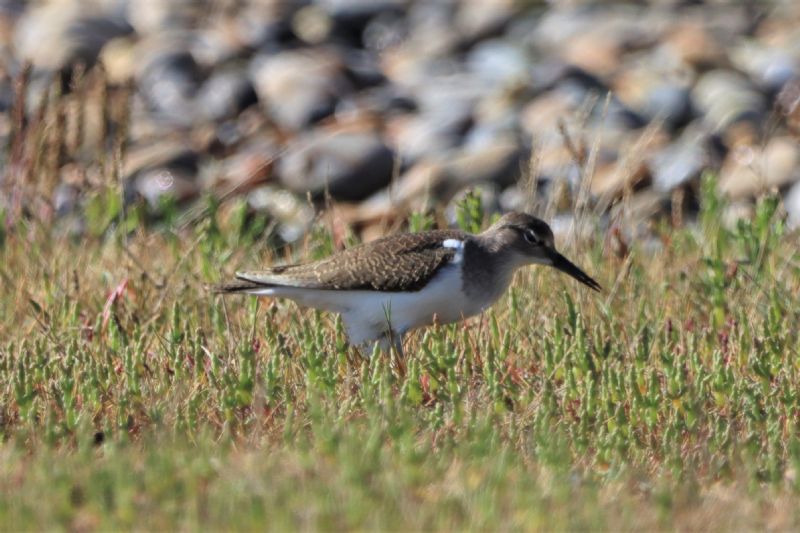 Common Sandpiper - 24-08-2020