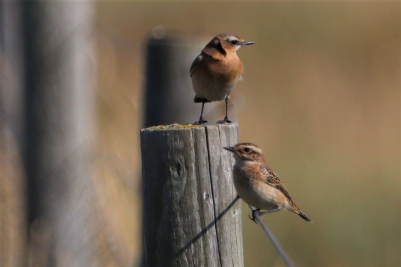 Whinchat - 24-08-2020