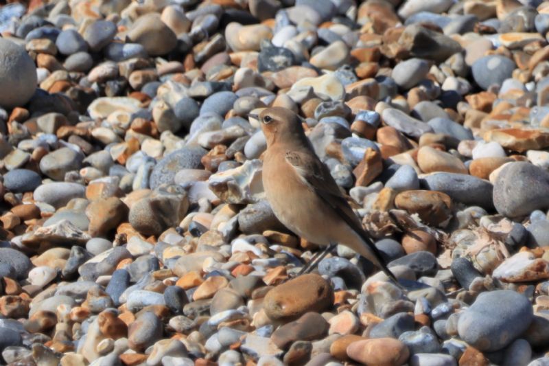 Wheatear - 24-08-2020