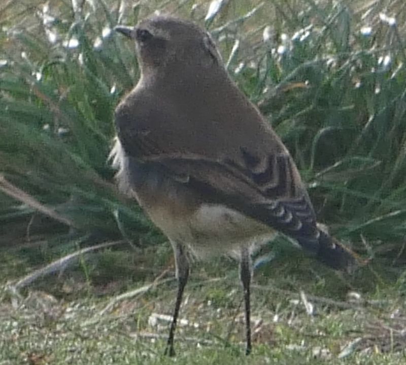 Wheatear - 30-08-2020