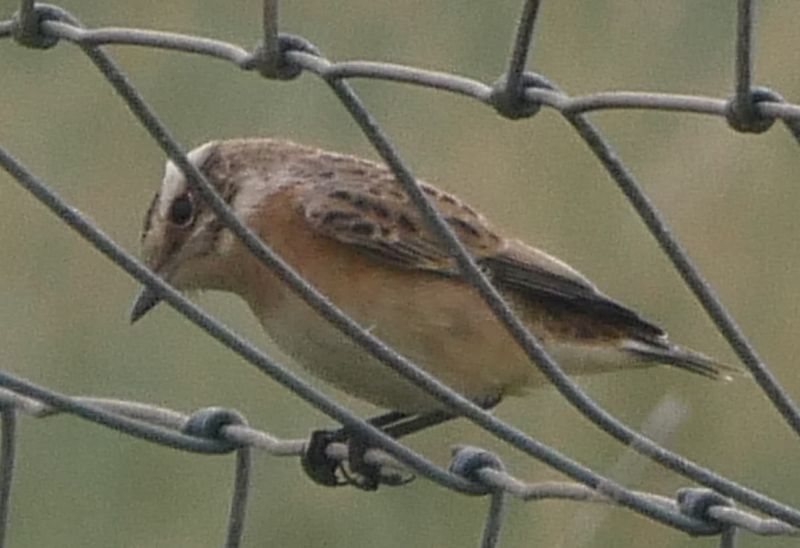 Whinchat - 30-08-2020