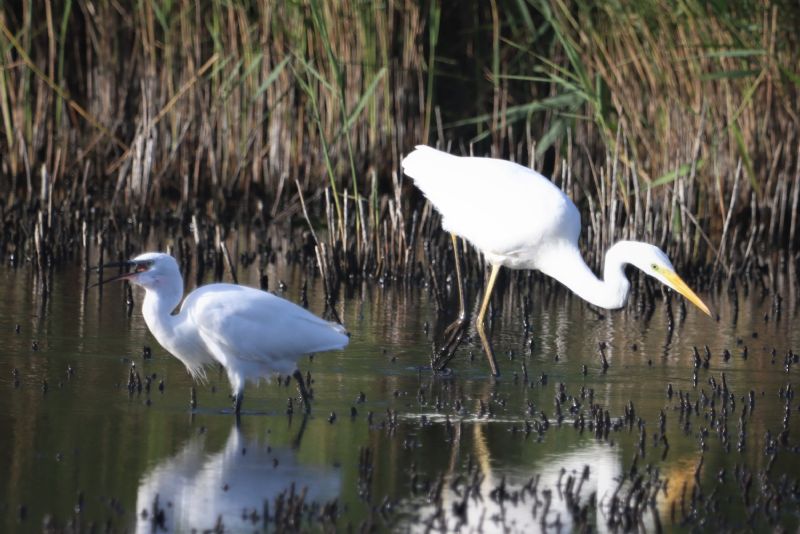 Great White Egret - 31-08-2020