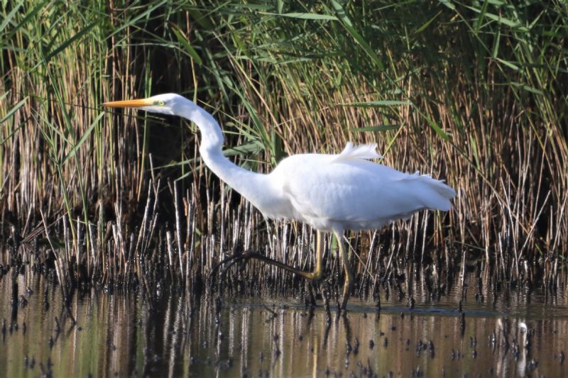 Great White Egret - 31-08-2020