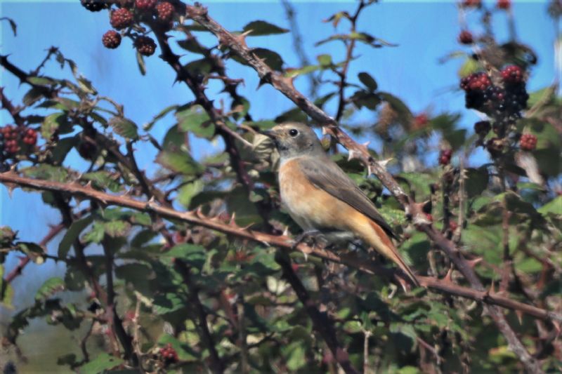 Redstart - 31-08-2020