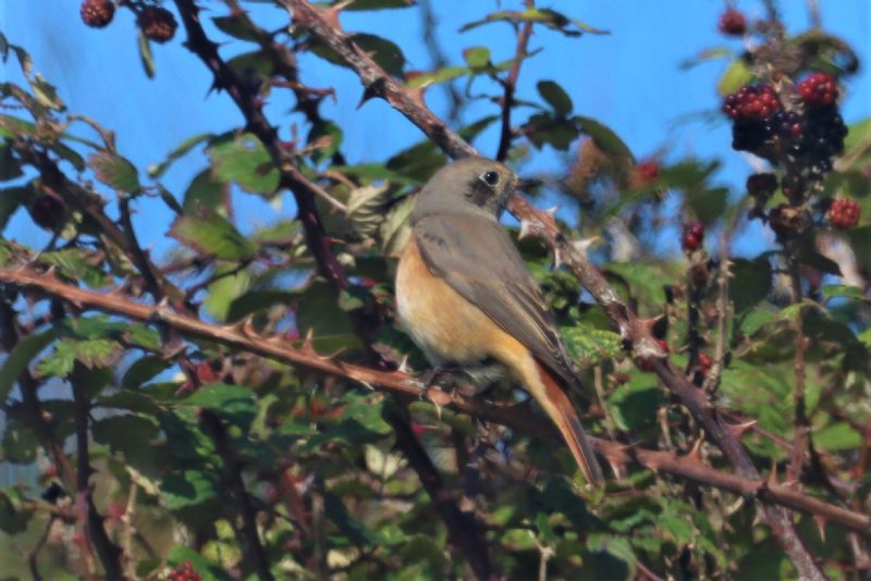 Redstart - 31-08-2020