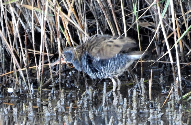 Water Rail - 08-09-2020