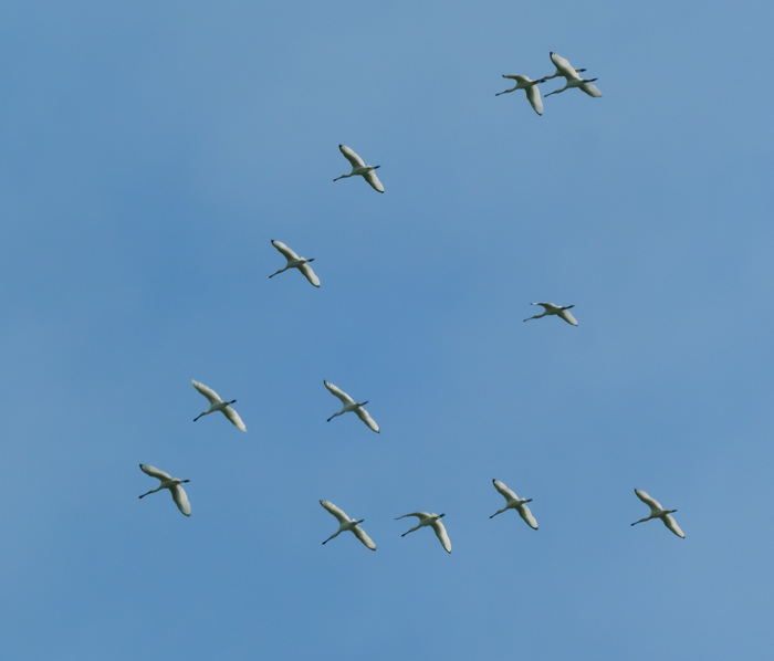 Spoonbill - 10-09-2020