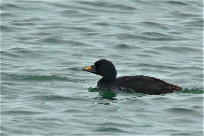 Common Scoter - 23-09-2020