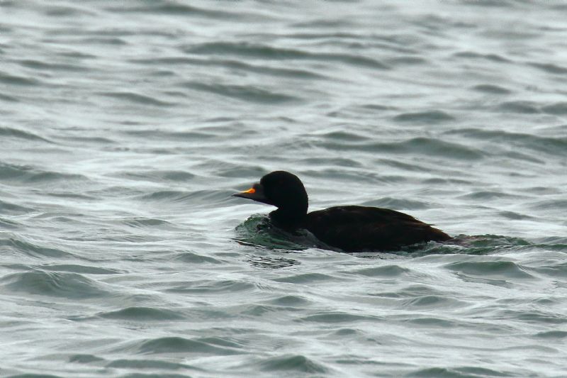 Common Scoter - 23-09-2020