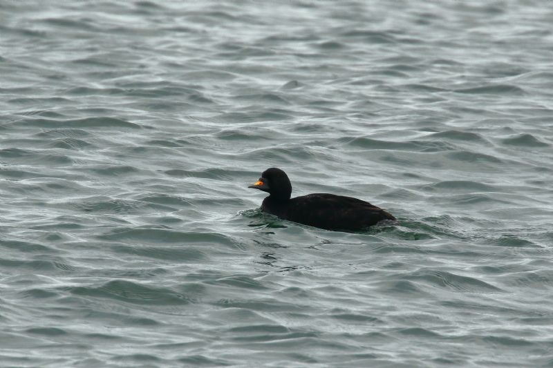 Common Scoter - 23-09-2020