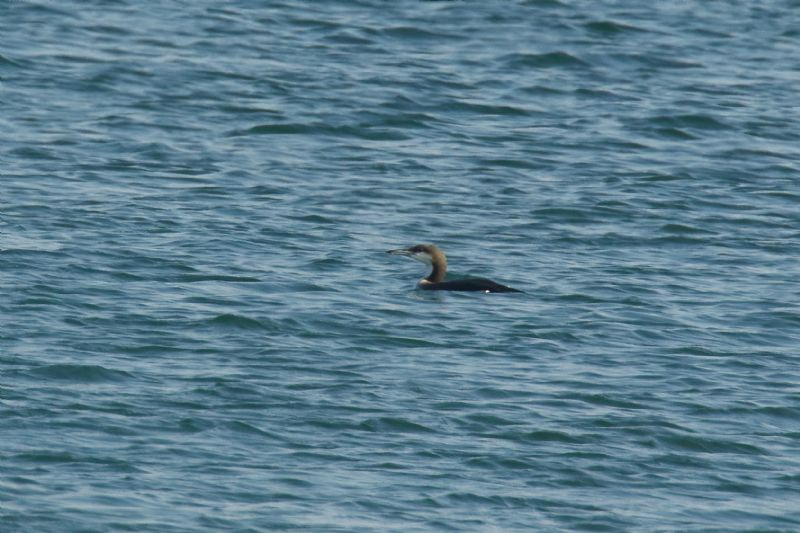 Black-throated Diver - 23-09-2020