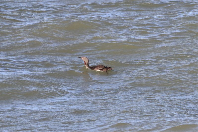 Red-throated Diver - 18-09-2020