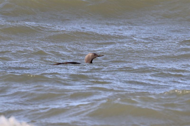 Red-throated Diver - 18-09-2020