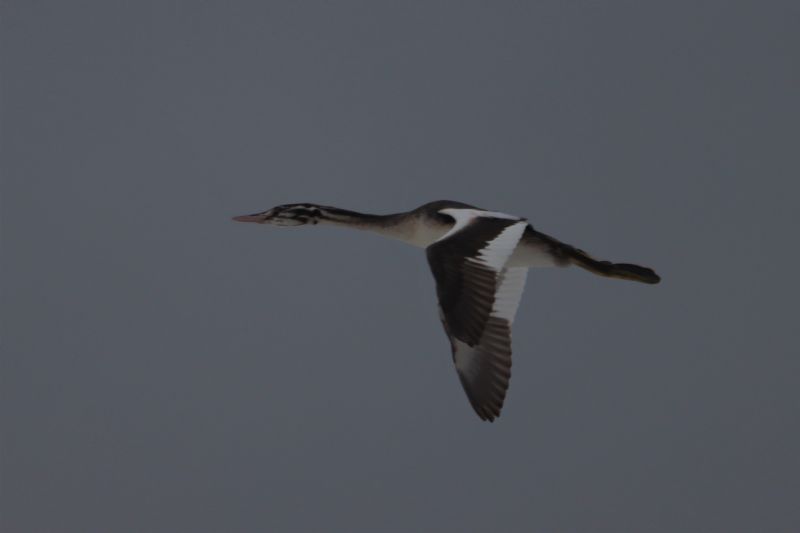 Great Crested Grebe - 26-09-2020