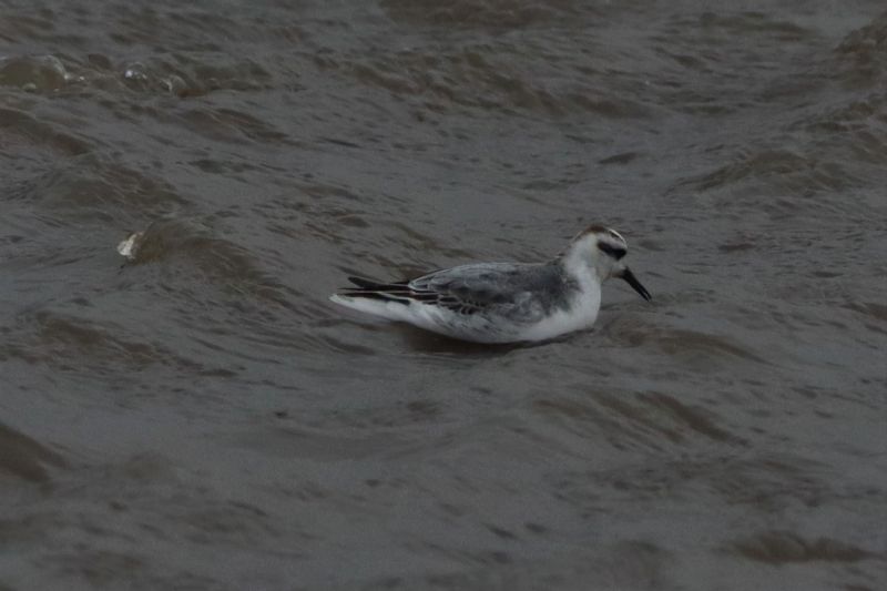 Grey Phalarope - 26-09-2020