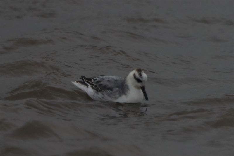 Grey Phalarope - 26-09-2020