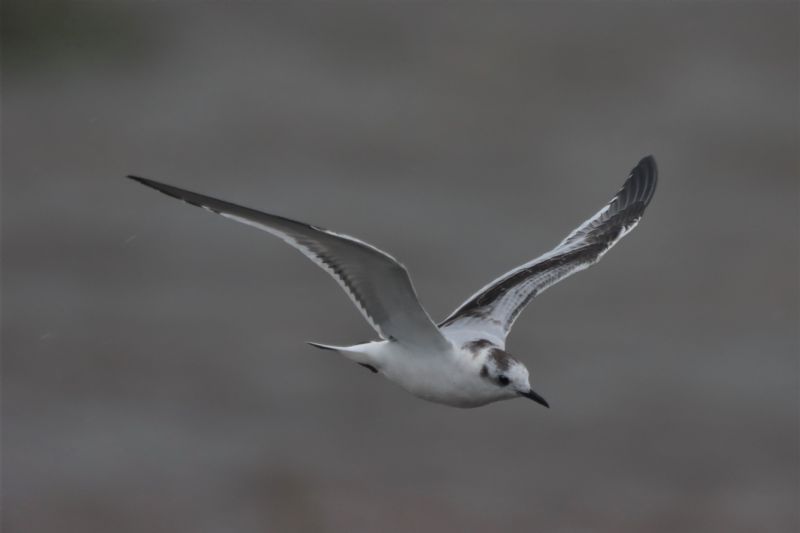 Little Gull - 26-09-2020