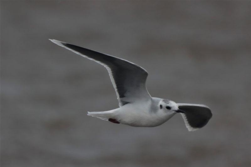 Little Gull - 26-09-2020