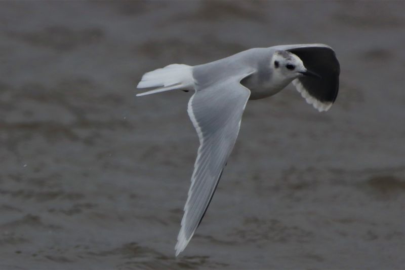 Little Gull - 26-09-2020