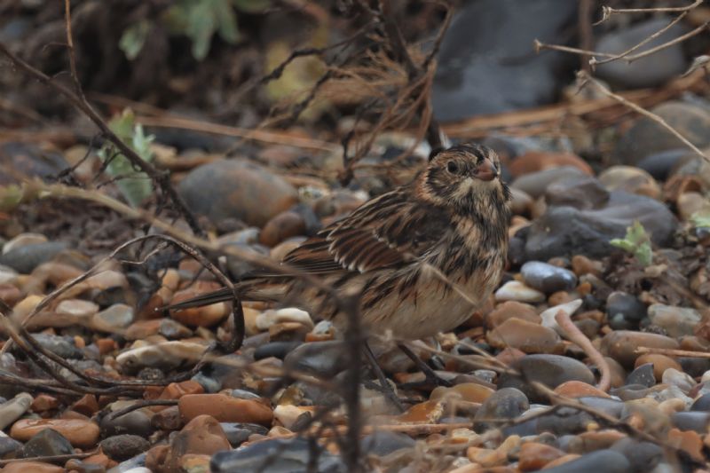 Lapland Bunting - 26-09-2020