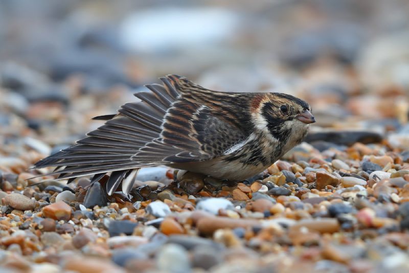 Lapland Bunting - 26-09-2020