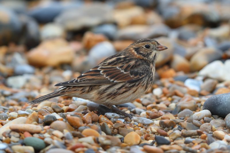 Lapland Bunting - 26-09-2020