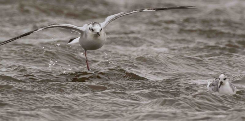 Little Gull - 26-09-2020