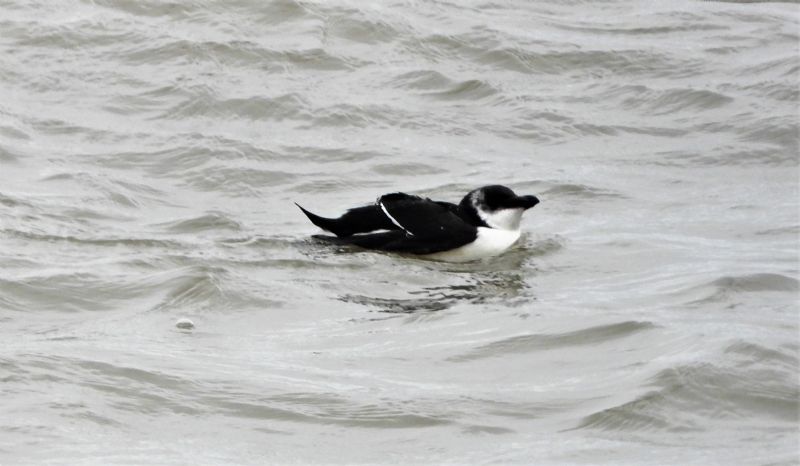 Razorbill - 28-09-2020