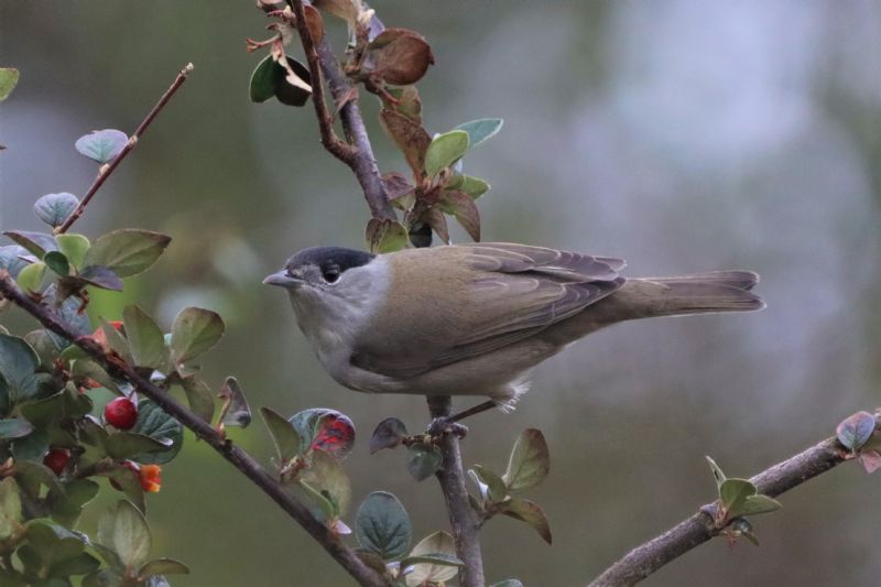 Blackcap - 01-10-2020