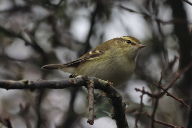 Yellow-browed Warbler - 01-10-2020