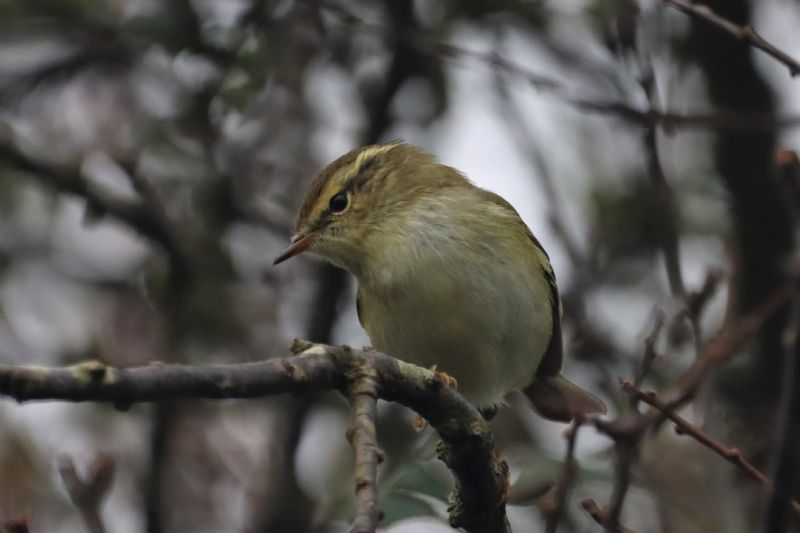 Yellow-browed Warbler - 01-10-2020