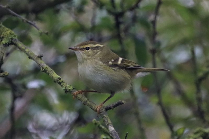 Yellow-browed Warbler - 01-10-2020