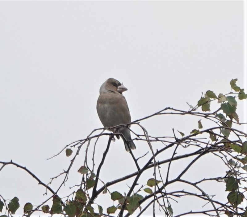 Hawfinch - 03-10-2020