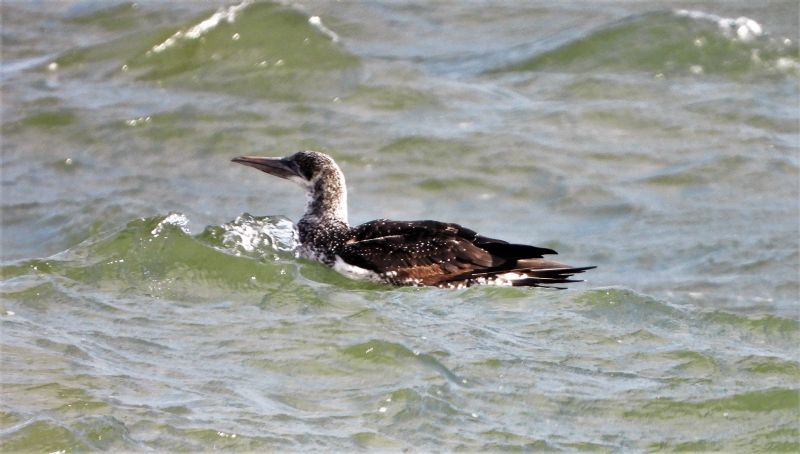 Gannet - 11-10-2020