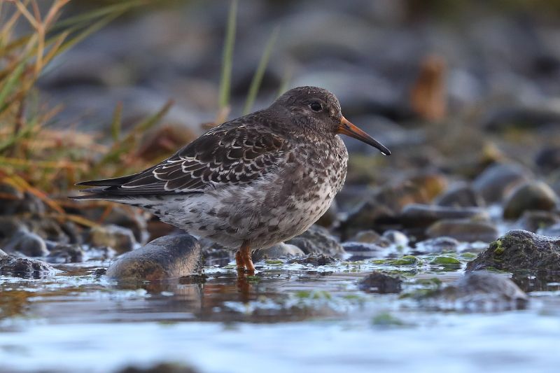 Purple Sandpiper - 11-10-2020