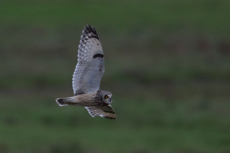 Short-eared Owl - 12-10-2020