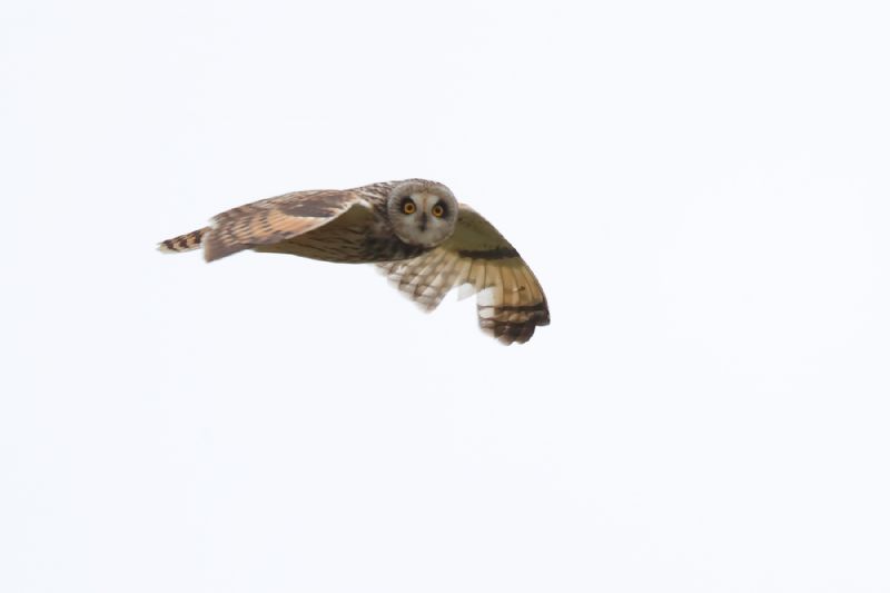 Short-eared Owl - 12-10-2020