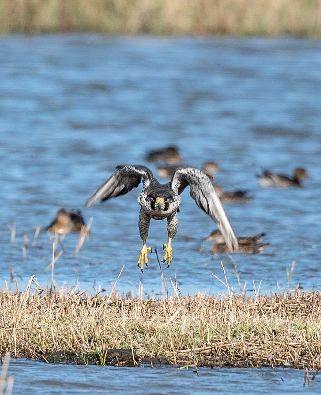 Peregrine - 17-10-2020