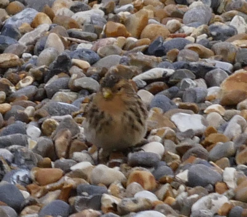 Twite - 24-10-2020