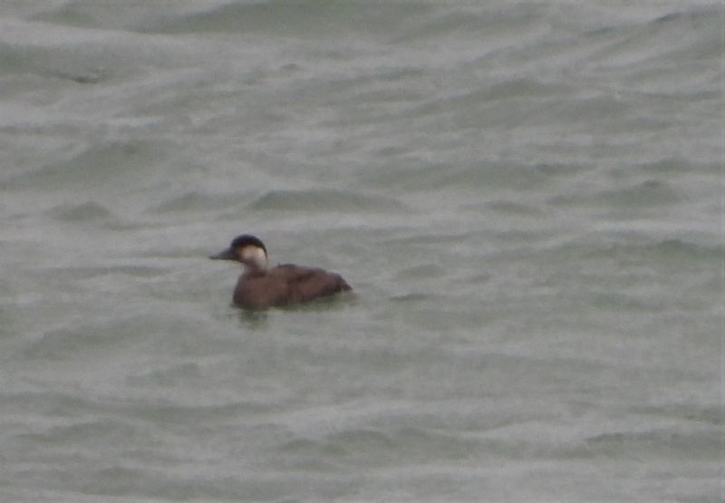 Common Scoter - 30-10-2020