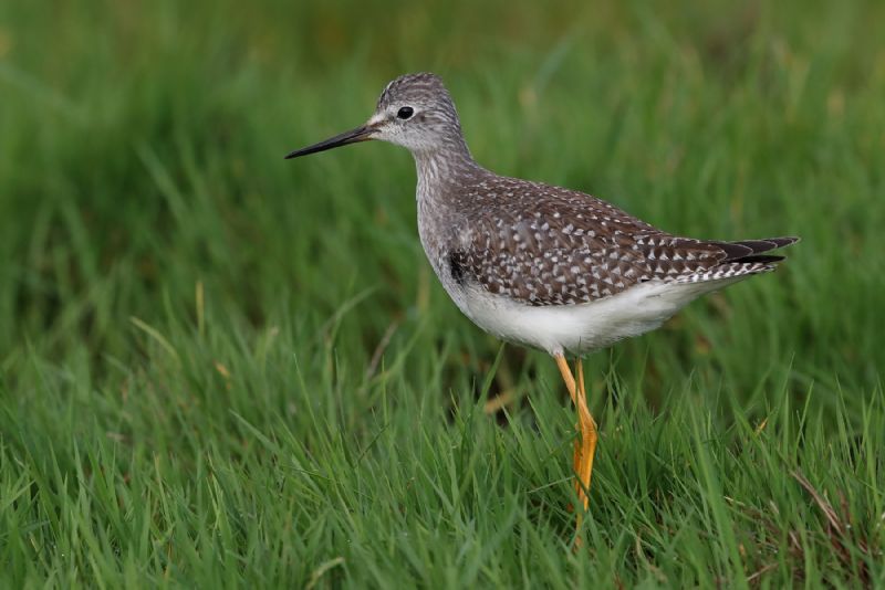 Lesser Yellowlegs - 31-10-2020