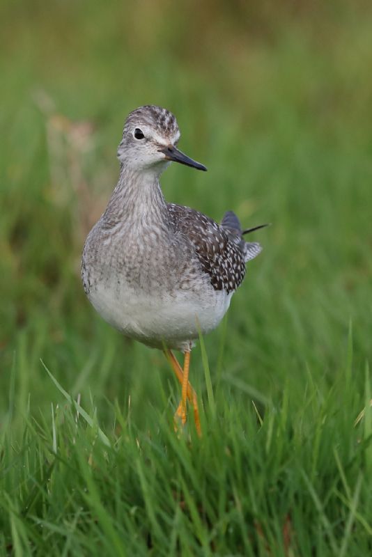 Lesser Yellowlegs - 31-10-2020