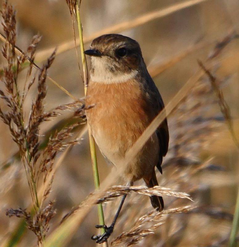 Stonechat - 06-11-2020