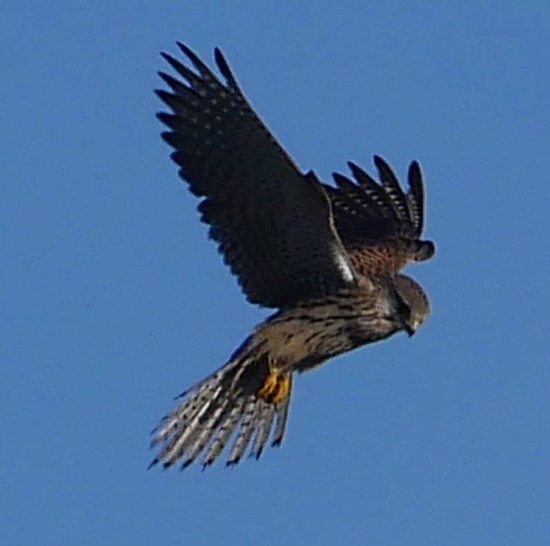 Kestrel - 06-11-2020