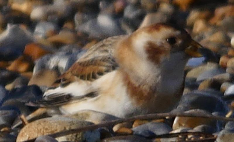 Snow Bunting - 06-11-2020