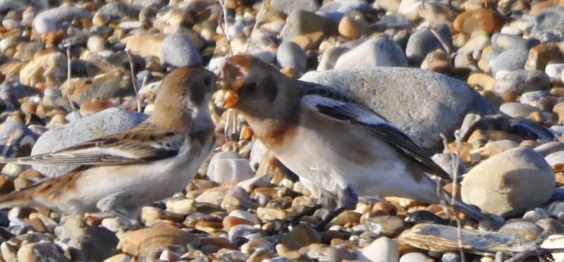 Snow Bunting - 06-11-2020