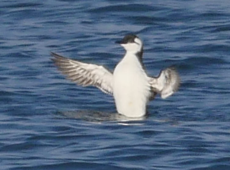 Guillemot - 07-11-2020