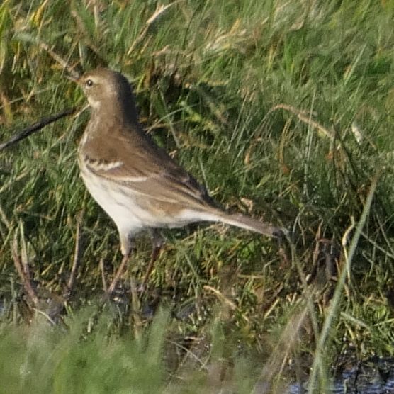 Water Pipit - 07-11-2020